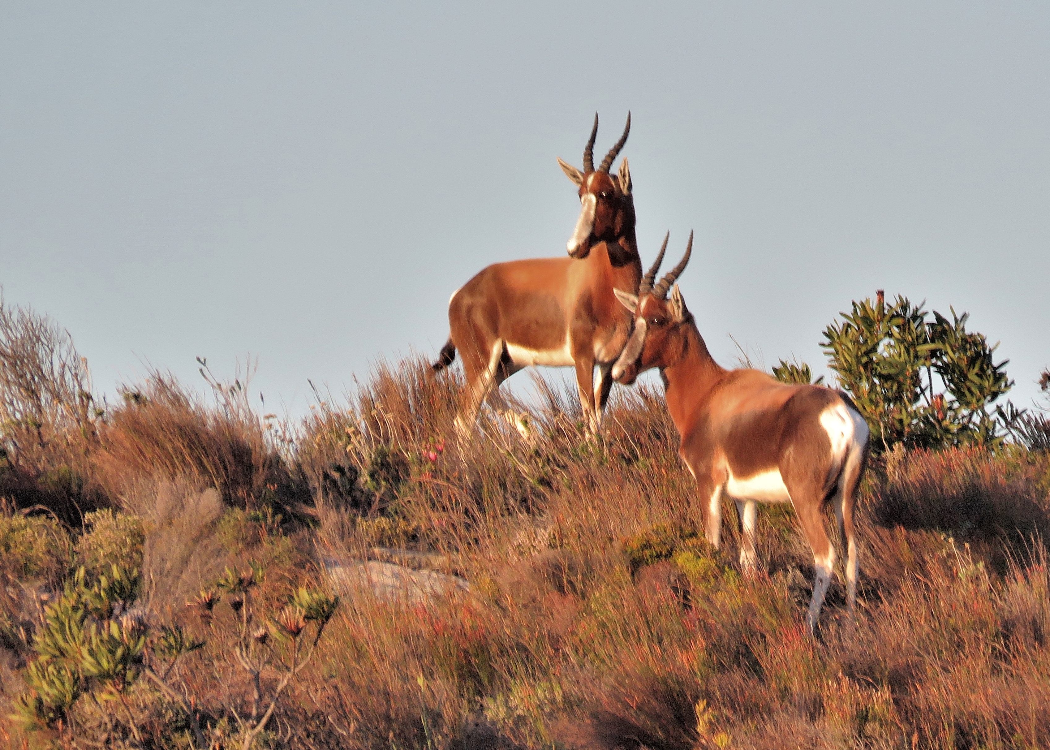 Damalisques à front blanc (White-fronted Bonteboks, Damaliscus damaliscus dorcas), Cape Peninsula National Park. 